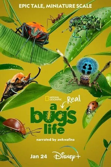 Приключения настоящего Флика / A Real Bug's Life (2024)